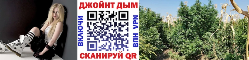 Купить закладки  Судак  Канабис Amnesia 